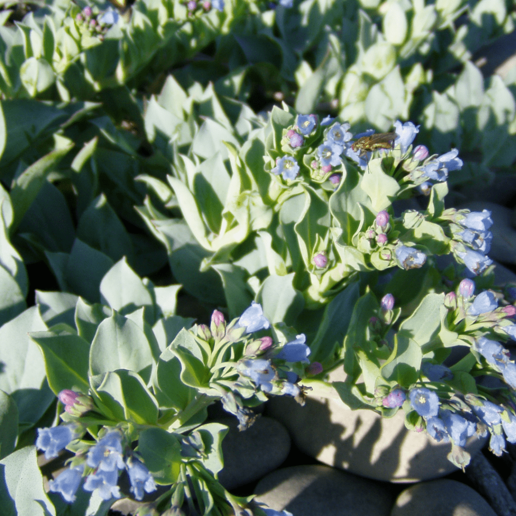 oesterblad of oesterkruid  vergeten groenten